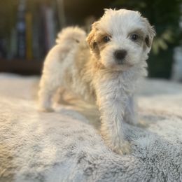 Bernedoodle and Goldendoodle Puppies from Dandelion Doodles