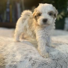 Bernedoodle and Goldendoodle Puppies from Dandelion Doodles