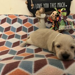 Dachshund Puppies from KT Canines, LLC