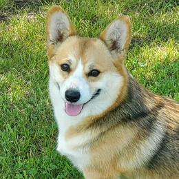 Pearl - Pembroke Welsh Corgi