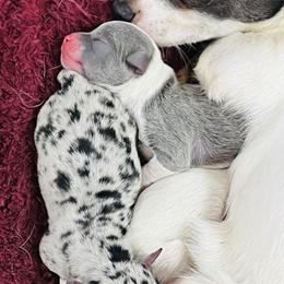 Boy 3 - Blue and white male Chihuahua puppy in Framingham, Massachusetts from Boston Chi Chis