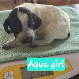 Aqua girl - Black roan female German Shorthaired Pointer puppy in Dahlonega, Georgia from Pointer Mountain Bird Dogs