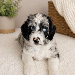 Puppy 3 - Blue merle female Aussiedoodle puppy in Yucaipa, California from Amazing Aussiedoodle and Double Doodles