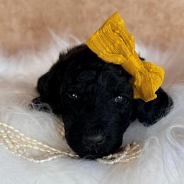 Wren - Silver female Poodle puppy in Detroit Lakes, Minnesota from Pickerel Pups