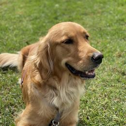 Grace - Golden Retriever