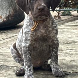 Orange - Liver and white female German Shorthaired Pointer puppy in Whitelaw, Wisconsin from French Creek GSPs