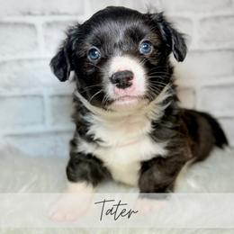 Tater - Brindle and white male American Corgi puppy in Greenwood, Indiana from Witch Creek Corgis