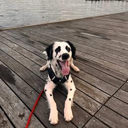 Dalmatian Puppies from Spotted Jewels Dalmatians