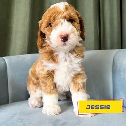 Jessie - Apricot female Goldendoodle puppy in Lakeland, Florida from Rolling Oak Doodles