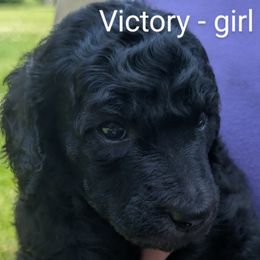 Poodle Puppies from Adventure Abounds Standards