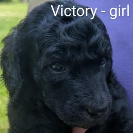 Poodle Puppies from Adventure Abounds Standards