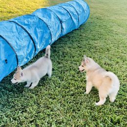 Siberian Husky Puppies from Nykah Siberians