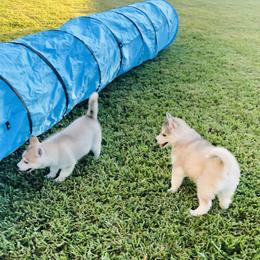 Siberian Husky Puppies from Nykah Siberians