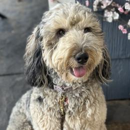 Minnie - Bernedoodle
