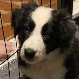Garth (Pompey) - Border Collie puppy in Huntersville, North Carolina from MJ Border Collies