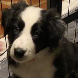 Garth (Pompey) - Border Collie puppy in Huntersville, North Carolina from MJ Border Collies