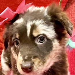 Pryia - Red merle female Australian Shepherd puppy in Az, Yuma, Arizona from The Southern Dog