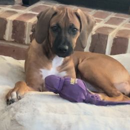 Rhodesian Ridgeback puppies from Karhiba Rhodesian Ridgebacks