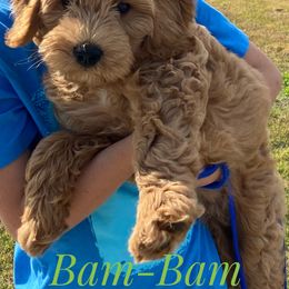 Goldendoodle Puppies from Melodies Daytona Doodles