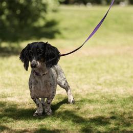 Lady - Dachshund