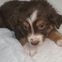 Flounder - Miniature Australian Shepherd puppy in Roseville, California from Golden State Mini Aussies