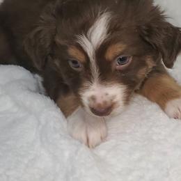 Flounder - Miniature Australian Shepherd puppy in Roseville, California from Golden State Mini Aussies