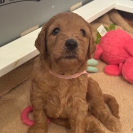 Girl 1 - Caramel red female Labradoodle puppy in Tyler, Texas from LaRue's Labradoodles