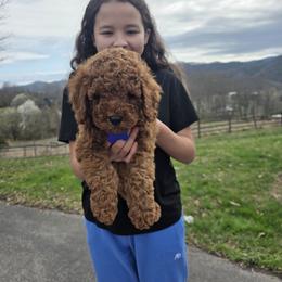 Bernedoodle, Goldendoodle, and Poodle Puppies from 4goldendoodles
