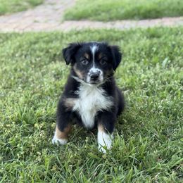 Kent - Black tri Miniature Australian Shepherd puppy in Azle, Texas from Weston Family Farms
