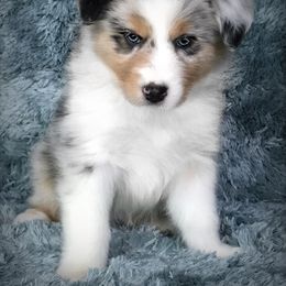 Australian Shepherd Puppies from Cahaba Australian Shepherds