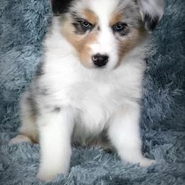 Australian Shepherd Puppies from Cahaba Australian Shepherds
