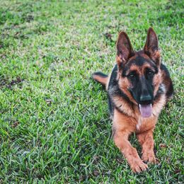 German Shepherd All Grown Up from Peak Performance k9’s