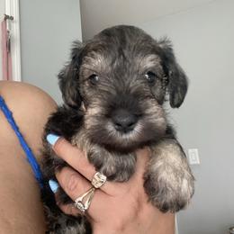 Scotty - Black and silver male Miniature Schnauzer puppy in Lehigh Acres, Florida from Regency Schnauzer