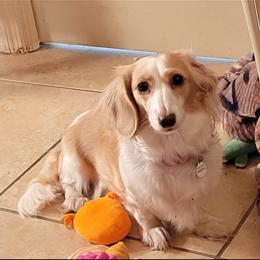 Dachshund All Grown Up from Amanda Smith