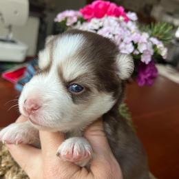 Kobuk - Chocolate male Pomsky puppy in Rathdrum, Idaho from Smart Pomskies and Frenchies
