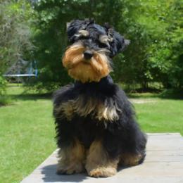 Pearl - Miniature Schnauzer