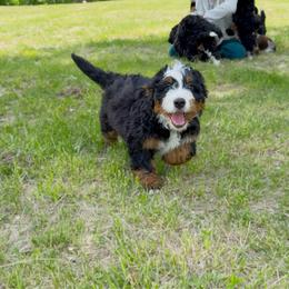 Cosmo - Tri-color male Bernedoodle puppy in Wamego, Kansas from Doodles of Oz