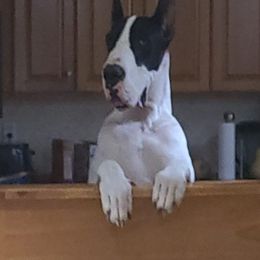 Great Danes from Patientdanes