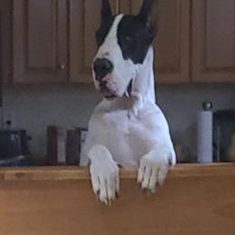 Great Danes from Patientdanes