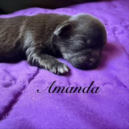 Amanda - Black female Shih Tzu puppy in Hemet, California from Aloha Shih Tzu