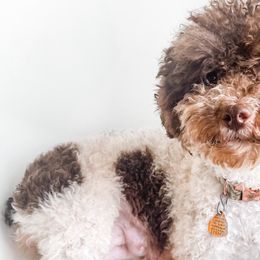 Lady - Poodle