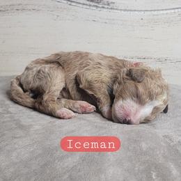 Iceman (Red Collar) - Red  male Goldendoodle puppy in Scurry, Texas from 07 Seven Oaks Goldens and Doodles