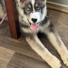 Siberian Husky Puppies from Hundley's Husky Haven