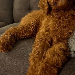 Girl orange $500 - Red  Poodle puppy in Siloam Springs, Arkansas from Wanda De La Rosa