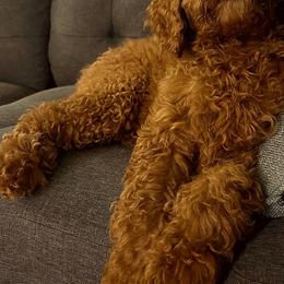 Girl orange $500 - Red  Poodle puppy in Siloam Springs, Arkansas from Wanda De La Rosa