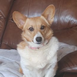 Penny - Pembroke Welsh Corgi