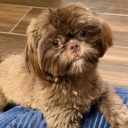 Linda - Liver and white female Shih Tzu puppy in Victorville, California from RUMBLE n TUMBLE