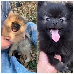 Pomeranian puppies from Rocky Branch Poms