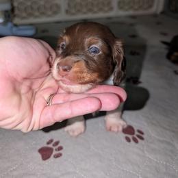 Ottis - Piebald male Dachshund puppy in Maynardville, Tennessee from J&M Southern Dachshunds