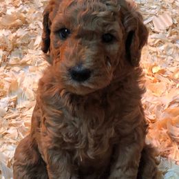 Goldendoodle Puppies from Heartshine Doodles